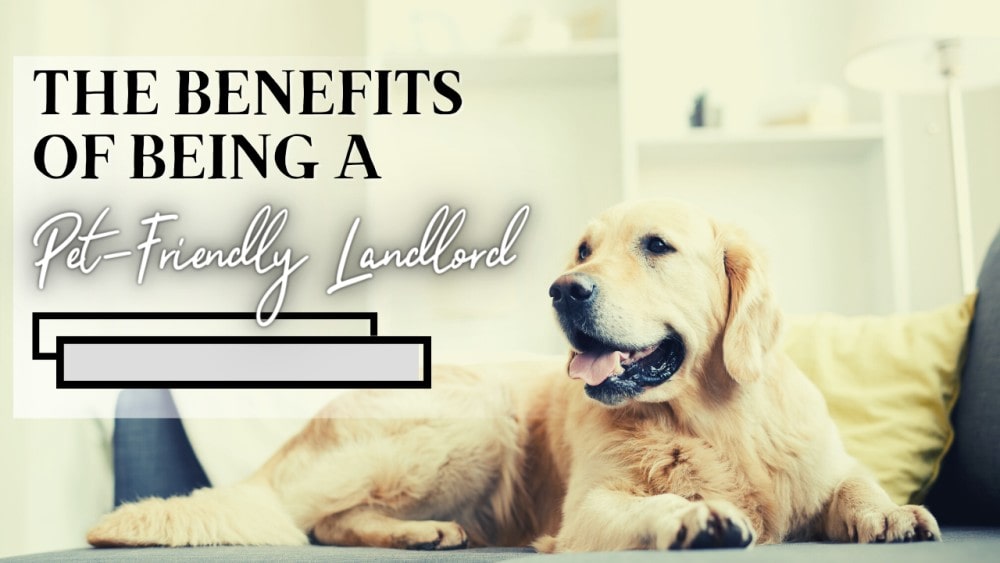 The Benefits of Being a Pet-Friendly Landlord in Boston - Article Banner